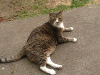What cat is right for you? What cat is right for you?