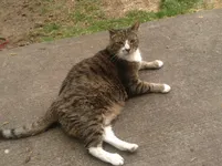 What cat is right for you? What cat is right for you?