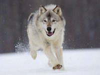 how much do you know about wolves how much do you know about wolves