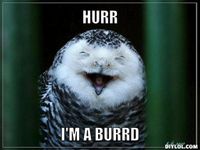 The Bird Quiz! The Bird Quiz!