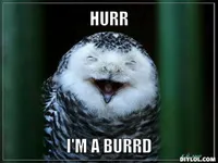 The Bird Quiz! The Bird Quiz!