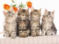 cat-itude cat-itude