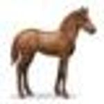 Horses (1) Horses (1)