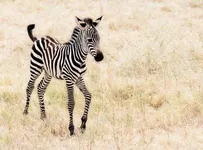 How well do you know animals?? How well do you know animals??