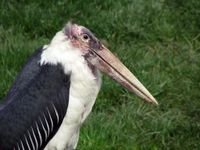 Which Bird Are You? Which Bird Are You?
