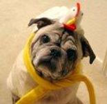 your animal quiz your animal quiz