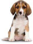 What Type of dog are you? What Type of dog are you?