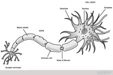 Neuron Impulse Neuron Impulse