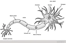 Neuron Impulse Neuron Impulse
