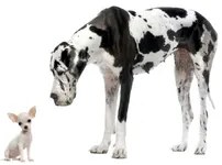 Know Your Dog Better! Know Your Dog Better!