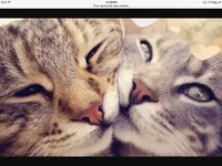 Cat quiz part 1, are you a cat? Cat quiz part 1, are you a cat?