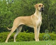 what dog are you? what dog are you?