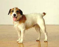 what do you know about dog movies? what do you know about dog movies?