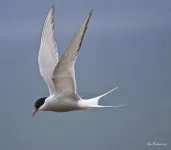 SSAJFFQ_01 SSAJFFQ_01