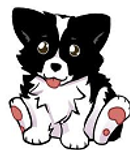 What do you know about BORDER COLLIES? What do you know about BORDER COLLIES?