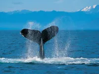 How much do you know about animals How much do you know about animals