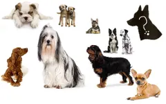 what breed of dog are you what breed of dog are you