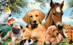 What pet belongs to you? What pet belongs to you?