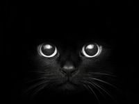 Warriors cat names part 1 Warriors cat names part 1