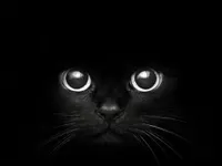 Warriors cat names part 1 Warriors cat names part 1