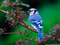 Animal Pictures! Animal Pictures!