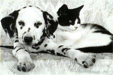 how well do you know the breed? - Dalmatian how well do you know the breed? - Dalmatian