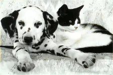 how well do you know the breed? - Dalmatian how well do you know the breed? - Dalmatian