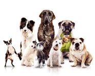 what do you know about dogs? what do you know about dogs?