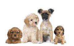 what dog are you? (1) what dog are you? (1)