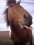 horse knowledge horse knowledge