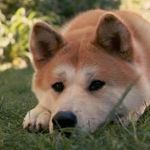 What kind of dog fits you best What kind of dog fits you best