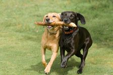 What Type of Dog Are You? (5) What Type of Dog Are You? (5)