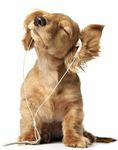 do u know dogs do u know dogs