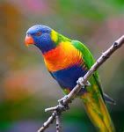 How well do you know your birds? How well do you know your birds?