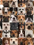 What dog are you? (5) What dog are you? (5)