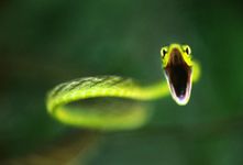 What kind of snake are you? What kind of snake are you?