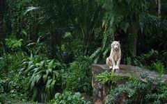 What jungle animal are you? What jungle animal are you?