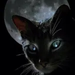 What type of cat are you? What type of cat are you?