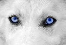 Wolves Wolves