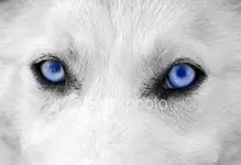 Wolves Wolves
