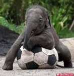 Are you the ultimate animal keeper? Are you the ultimate animal keeper?