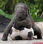 Are you the ultimate animal keeper?