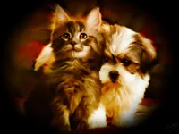 Kitten or Puppy? Kitten or Puppy?