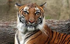 What is your animal spirit ? What is your animal spirit ?