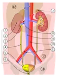 Urinary System