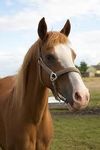 How much do you know about horses? How much do you know about horses?