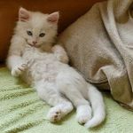 quiz: what pet animal are you like? quiz: what pet animal are you like?