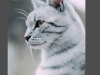Do you know your warrior cats trivia? Do you know your warrior cats trivia?