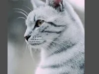 Do you know your warrior cats trivia?