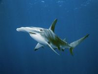 Hammerhead Sharks Hammerhead Sharks